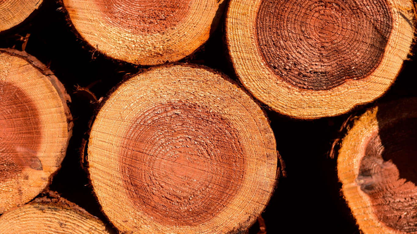 HE Cèdre de l’Atlas